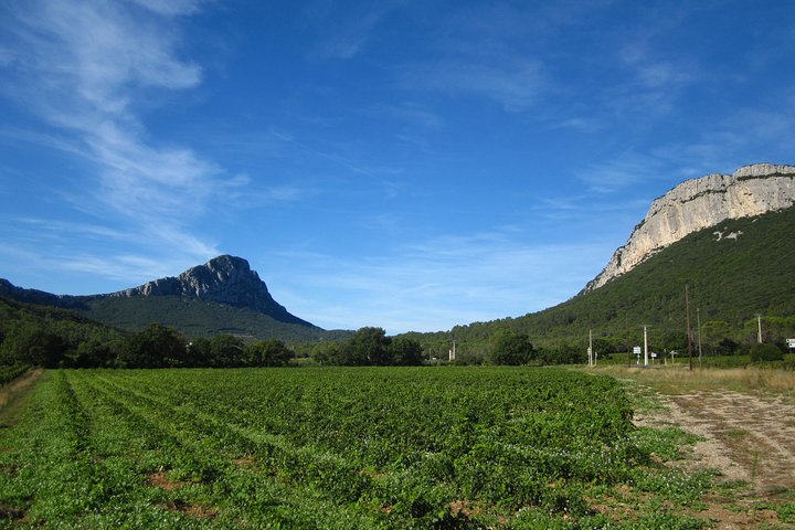 Small-Group Half-Day Languedoc Pic Saint-Loup Wine Tour from Montpellier