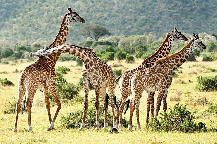 9-Days Discover Kenya Private Safari
