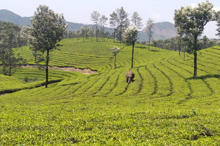 Full day in hiking in Munnar (By Munnar Info)