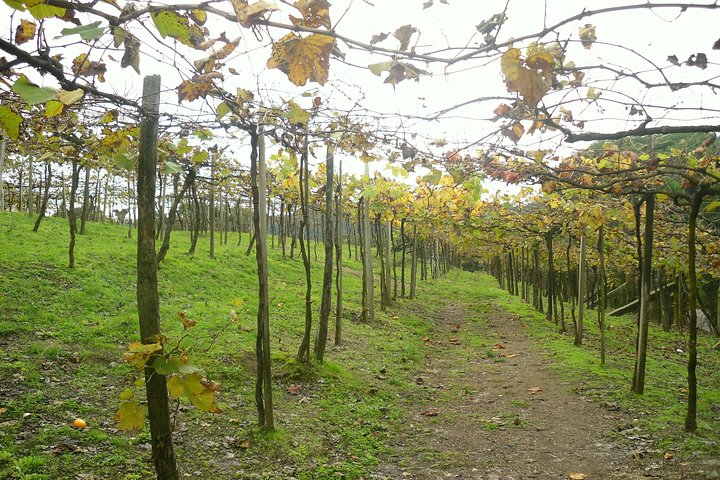 Wineries of the South, Maria Fumaça Train and Italian Epic Park
