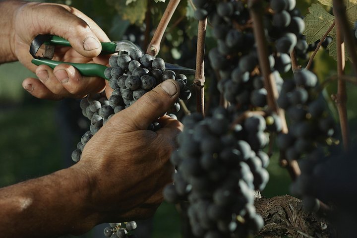 Wineries of the South, Maria Fumaça Train and Italian Epic Park