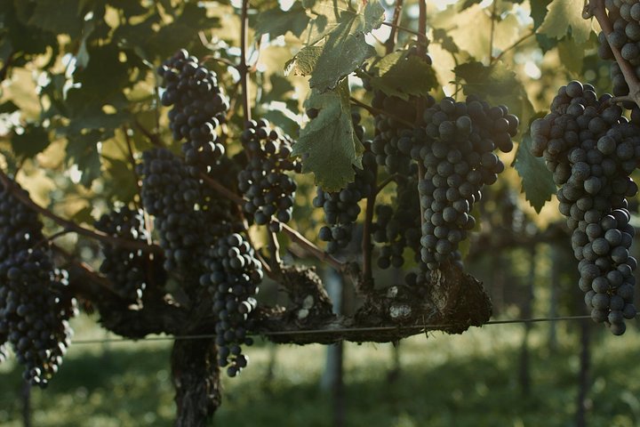 Wineries of the South, Maria Fumaça Train and Italian Epic Park
