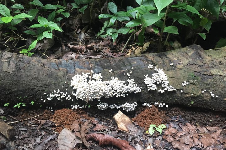 Soberania National Park Hike