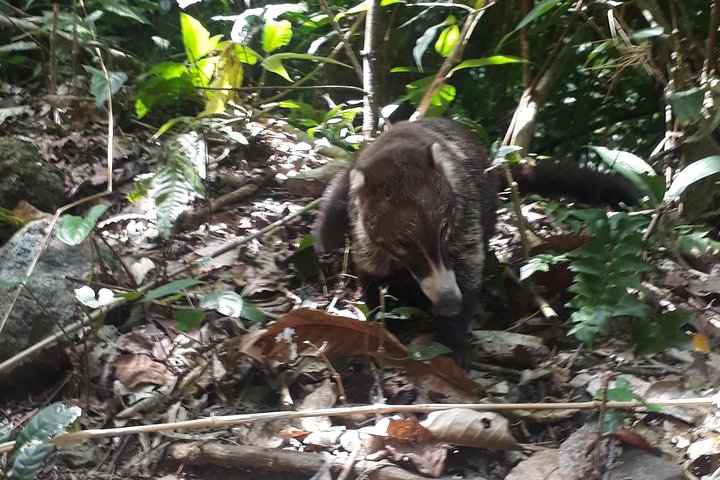 Soberania National Park Hike