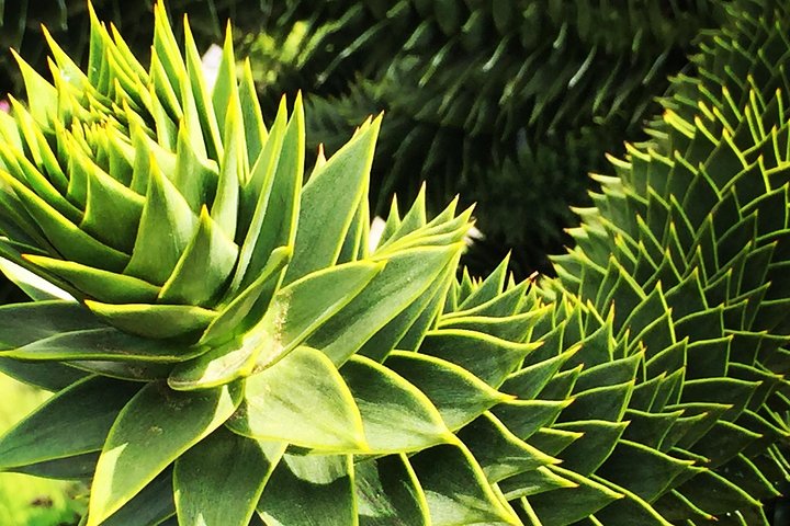 COMBO Victoria City Tour & Butchart Gardens & Entry Tix
