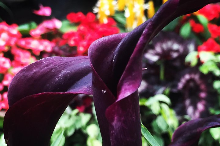 COMBO Victoria City Tour & Butchart Gardens & Entry Tix