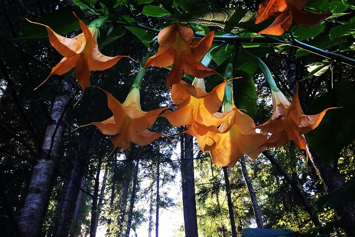 COMBO Victoria City Tour & Butchart Gardens & Entry Tix