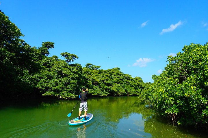 Ishigaki Mangrove SUP or Canoe + Blue Cave Snorkeling