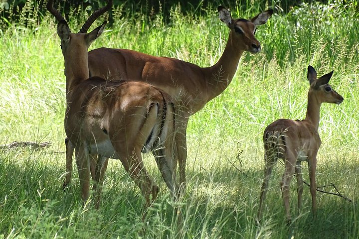Game Drive & Rhino Safari Exp - up to 3 hrs long - MIN 2 PEOPLE