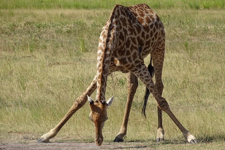 Game Drive & Rhino Safari Exp - up to 3 hrs long - MIN 2 PEOPLE
