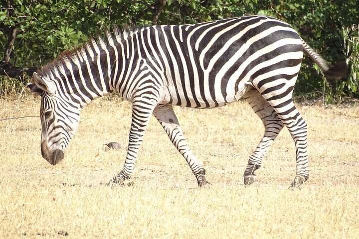Game Drive & Rhino Safari Exp - up to 3 hrs long - MIN 2 PEOPLE