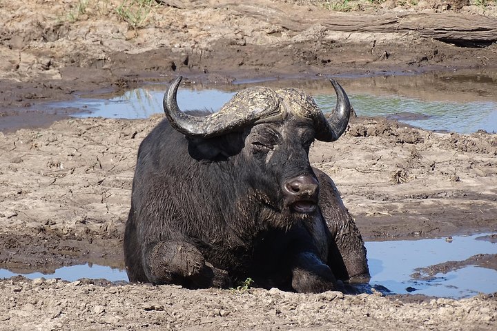 Game Drive & Rhino Safari Exp - up to 3 hrs long - MIN 2 PEOPLE