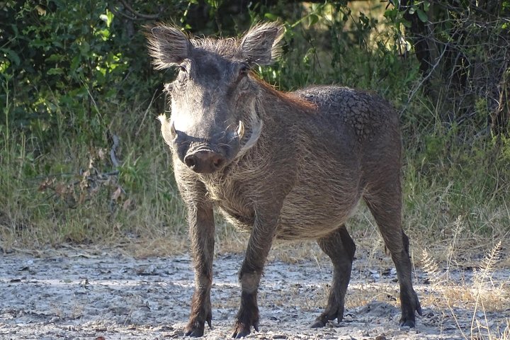 Game Drive & Rhino Safari Exp - up to 3 hrs long - MIN 2 PEOPLE