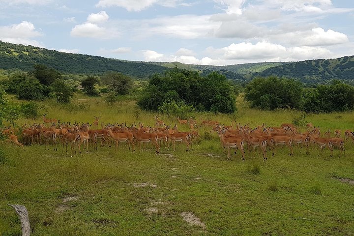 One-day Akagera National Park Game Drive with a Choice 4x4