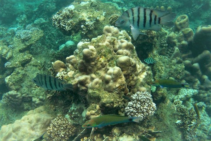 Snorkeling Tour Koh Tao & Koh Nang Yuan from Samui by Speedboat