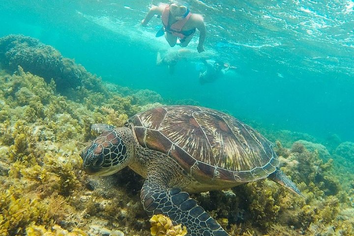 Dumaguete Apo Island Snorkeling Tour