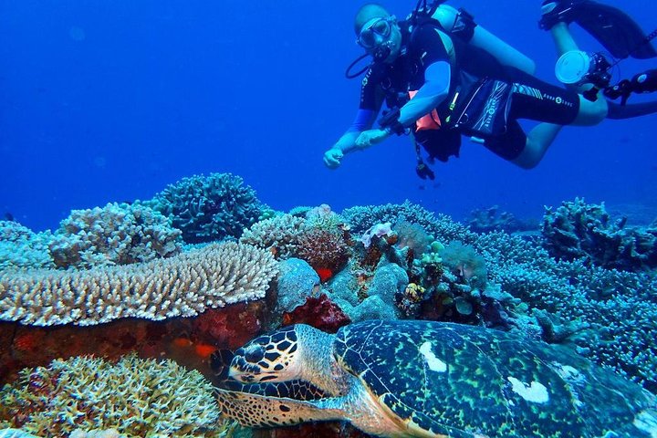 Dumaguete Apo Island Snorkeling Tour