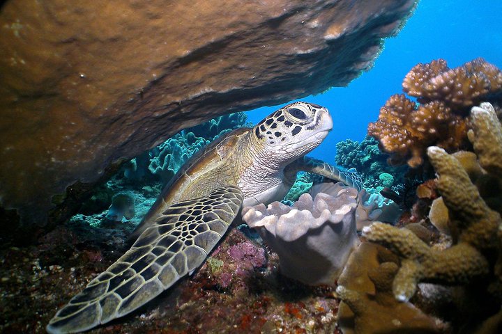 Dumaguete Apo Island Snorkeling Tour