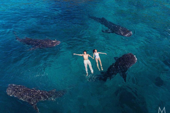 Oslob Whale Shark & Tumalog Falls & Kawasan Falls Canyoneering
