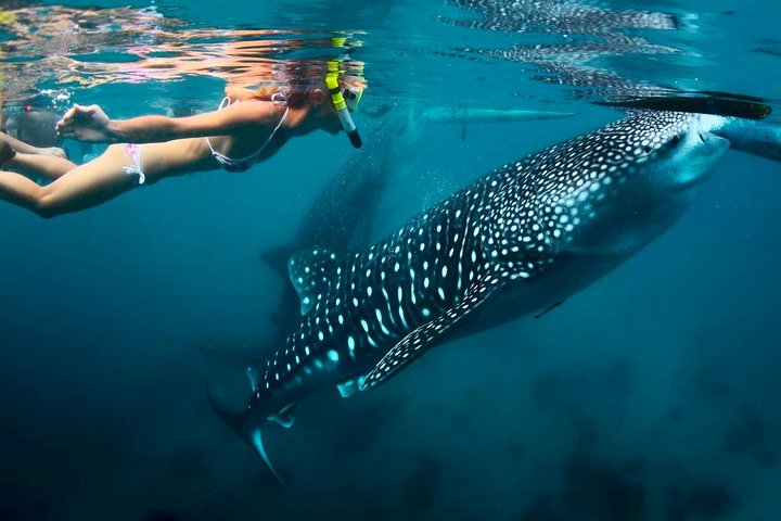 Oslob Whale Shark & Tumalog Falls & Kawasan Falls Canyoneering