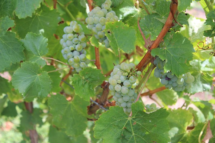 Margaret River Small-Group Full-Day Wine & Food Tour