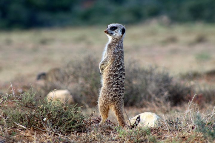 Addo Elephant National Park All Inclusive Full-Day Safari