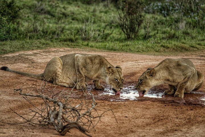 Addo Elephant National Park All Inclusive Full-Day Safari