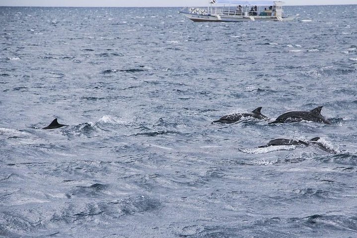 Dumaguete Dolphin Watching & Manjuyod Sandbar