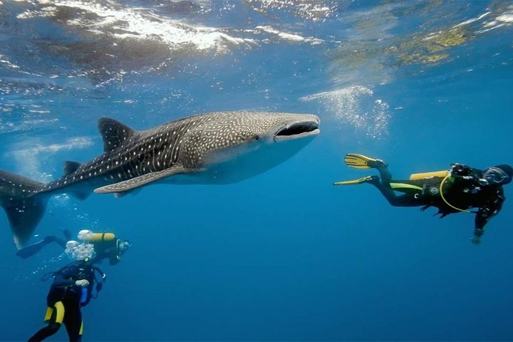 Oslob Whale Shark & Tumalog Falls & Kawasan Falls Canyoneering