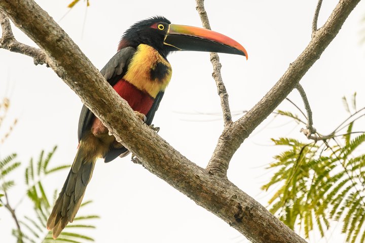Arenal volcano, hanging bridges and sloth encounter tour.