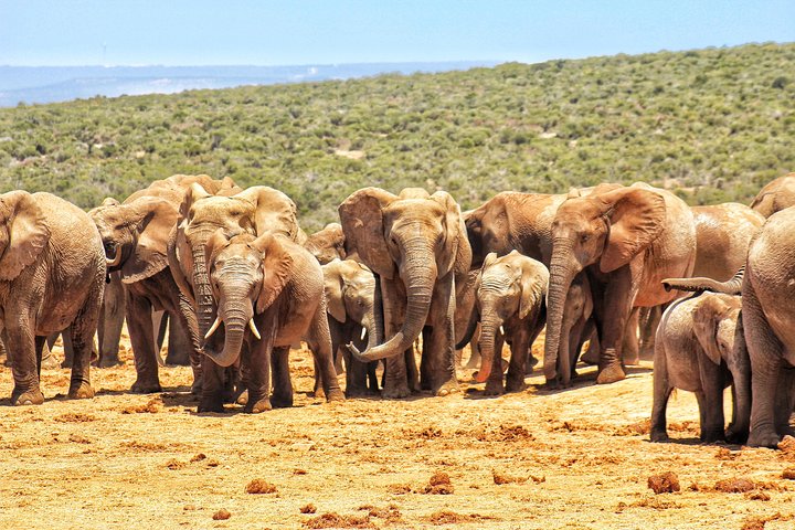 Addo Elephant National Park All Inclusive Full-Day Safari