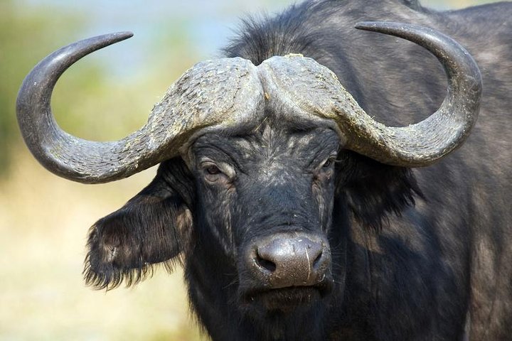 Addo Elephant National Park All Inclusive Full-Day Safari