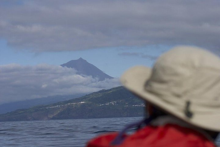 Whale and dolphin watching in Pico Island