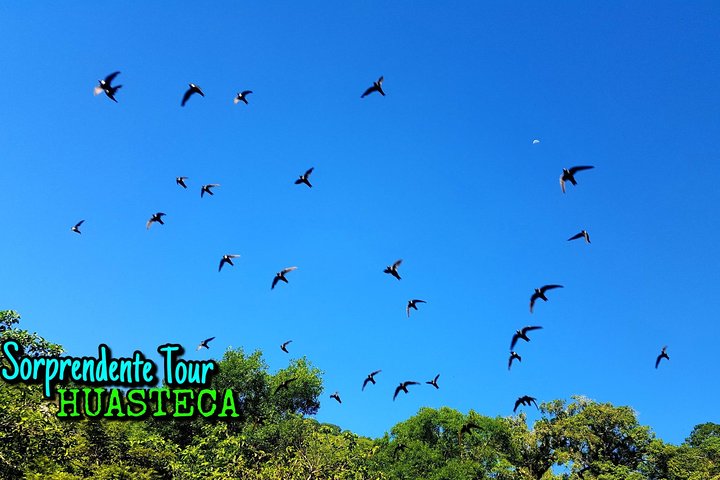 Swallow Show, Tamul Waterfall by canoe and Cenote Cueva del Agua