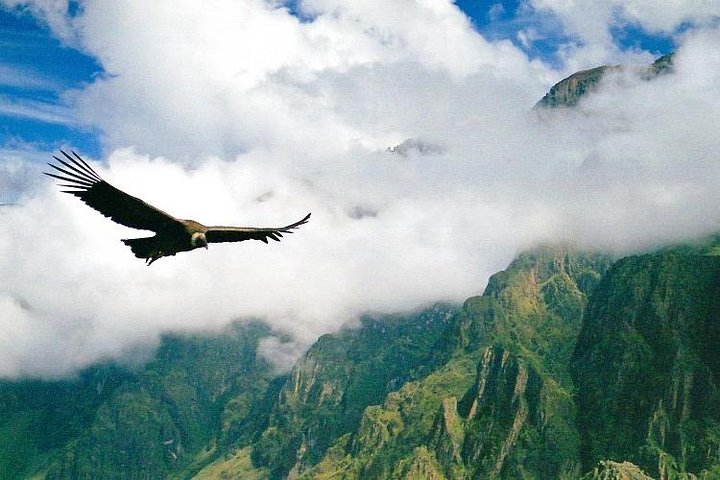 Exclusive Condor Observatory Tour: Chonta Canyon from Cusco