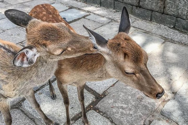 Nara Private Day Trip - Enjoy Your First-Time Visit to Nara!