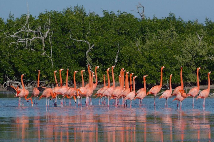 Rio Lagartos guided boat tour- Ek Balam from Valladolid
