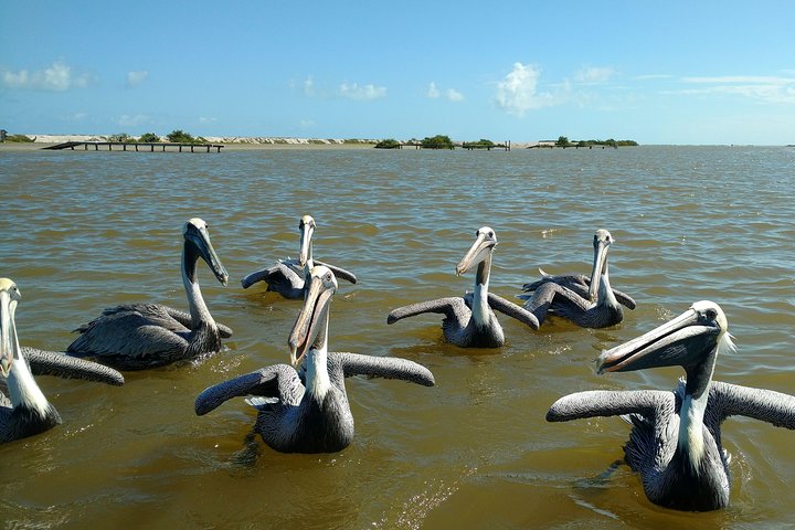 Rio Lagartos guided boat tour- Ek Balam from Valladolid