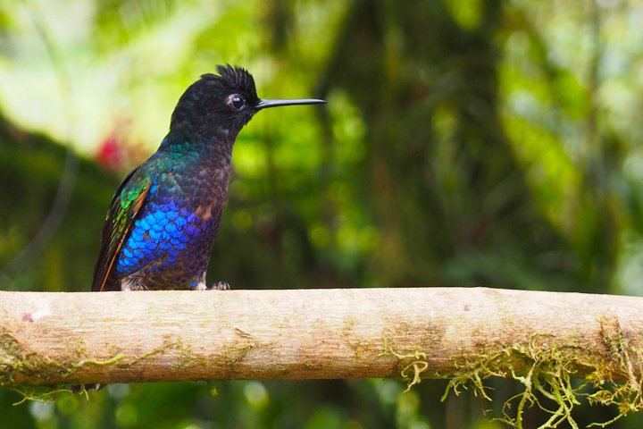 Rainforest Wildlife, Panama Hat makers, Traditional Cuisine. SHORE TOUR