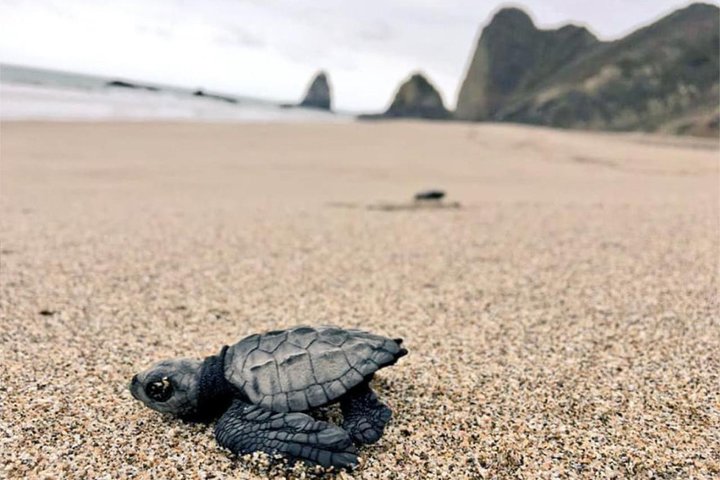 Rainforest Wildlife, Panama Hat makers, Traditional Cuisine. SHORE TOUR
