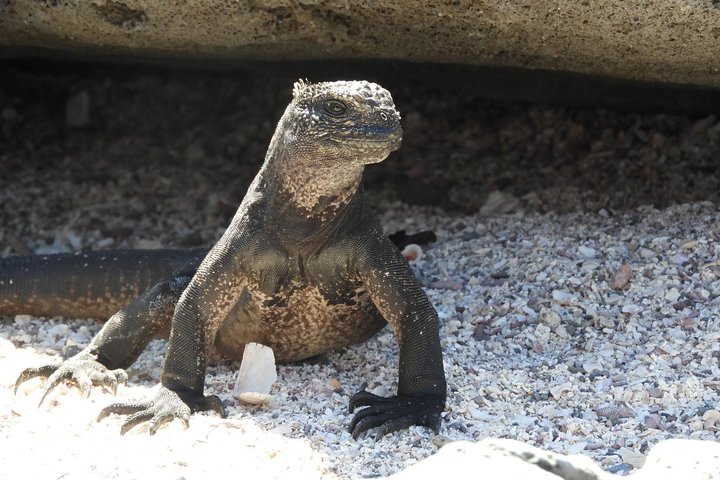 4 Day Galapagos Complete Experience Extra Night