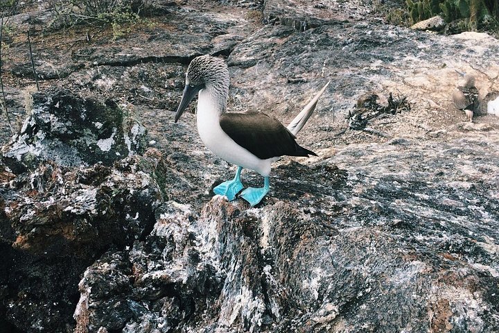 4 Day Galapagos Complete Experience Extra Night