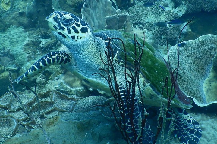 PADI Discover Scuba Dive Experience