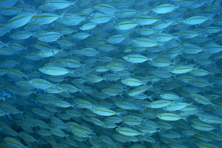 PADI Discover Scuba Dive Experience