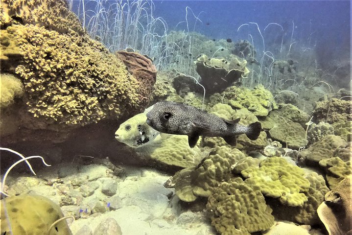 PADI Discover Scuba Dive Experience