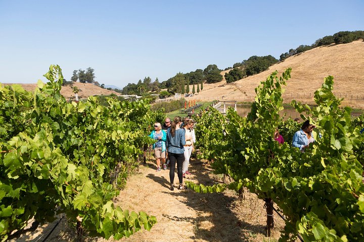 Napa and Sonoma Wine Country Full-Day Tour from San Francisco