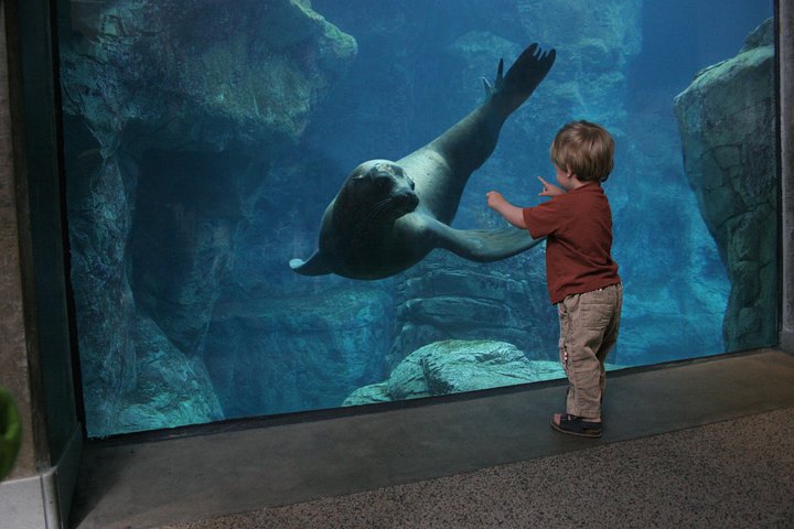 Skip the Ticketing Line: Aquarium of the Pacific General Admission Ticket