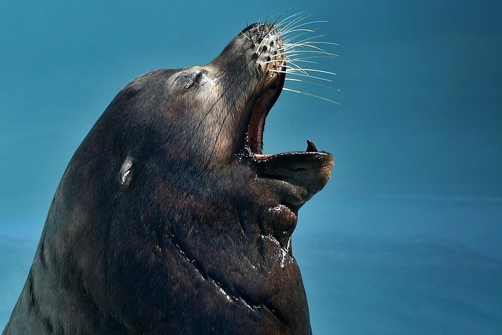 Skip the Ticketing Line: Aquarium of the Pacific General Admission Ticket
