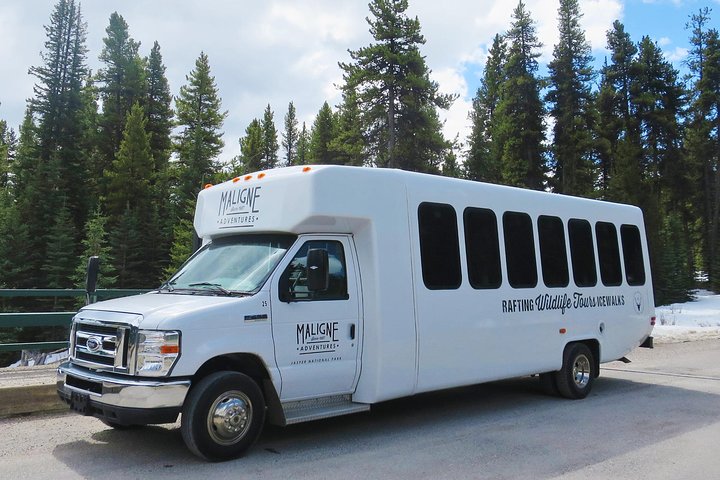 Jasper Evening Wildlife Tour