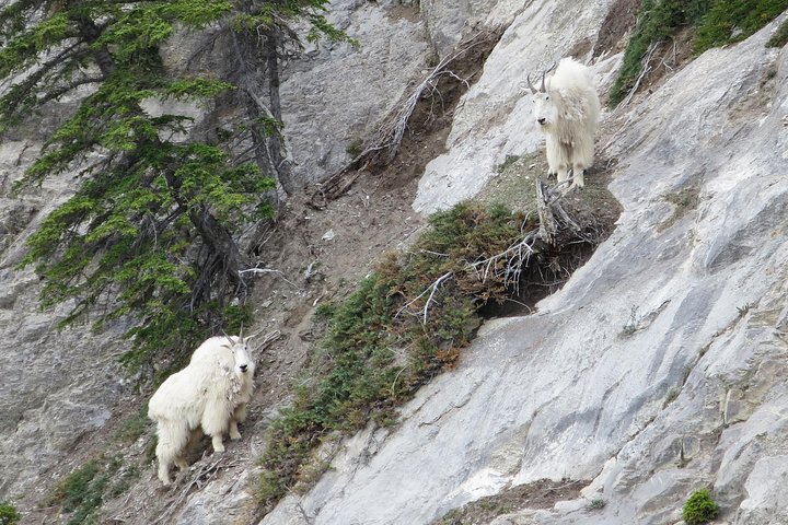 Jasper Evening Wildlife Tour